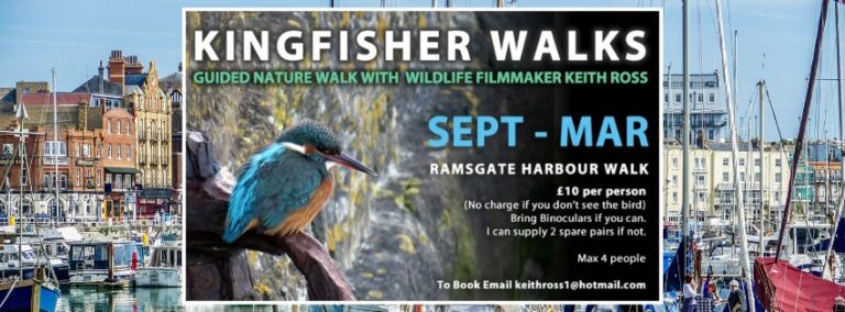 Guided Kingfisher Walks