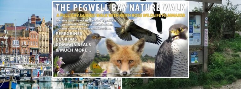 Ramsgate to Pegwell Nature Walk