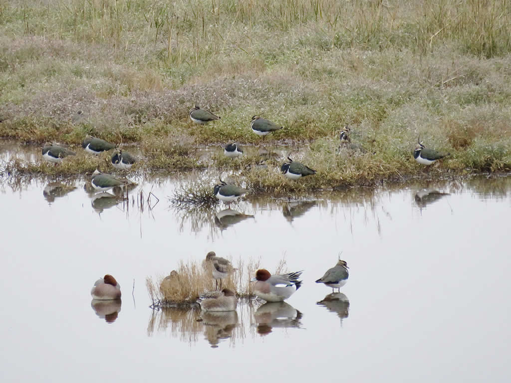 Lapwing & Wigeon Pegwell
