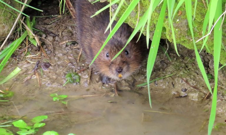 Thanet wildlife on BBC Springwatch