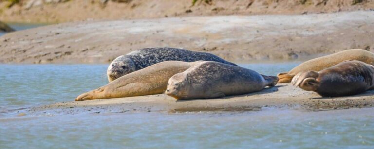 Seal watching