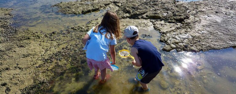 Beach hunts & Rockpooling
