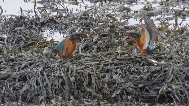 Fight of the Kingfishers