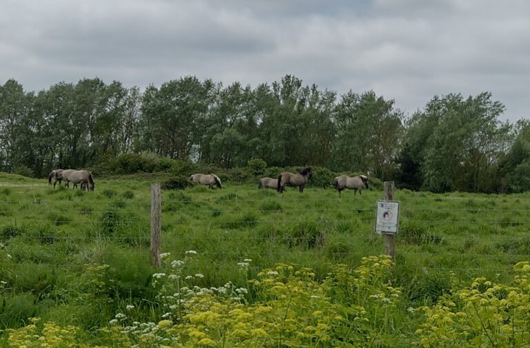 Pegwell Bay Country Park (Nature Reserve)
